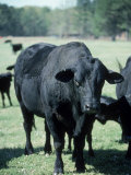 Buy Bragus Bull at AllPosters.com