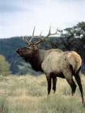 Buy Bull Elk Bugling, Yellowstone National Park, WY at AllPosters.com