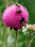 A Trio of Bees Explore a Giant Thistle Bloom on a Farm Near New Castle