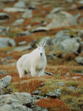 Mountain Goat (Oreamnos Montanus)