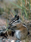 Buy Least Chipmunk at AllPosters.com