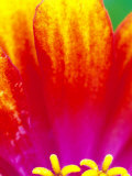 Whirligig Zinnia, Seattle, Washington, USA