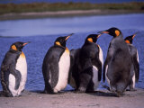 Buy King Penguins Lined Up on Shore, Falkland Islands at AllPosters.com