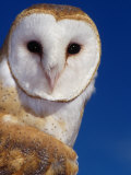 Barn Owl