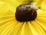 A Bee Collects Pollen from a Black-Eyed Susan