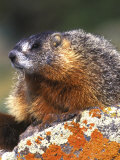 Yellow-bellied Marmot, Yellowstone National Park, Wyoming, USA