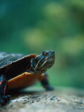 Buy North American Painted Turtle (C Picta) at AllPosters.com