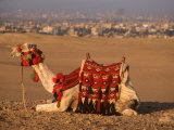 Camel Near Pyramids of Giza, Cairo, Egypt