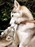Two Dogs, Siberian Husky Breed, Play with Each Other
