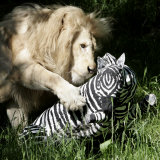 A White Lion Plays with a Papier Mache Zebra