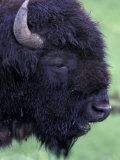 Bison Profile, Yellowstone National Park, Wyoming, USA