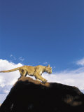 Mountain Lion Leaping, Southwest US