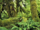 Moss Covered Trees in the Hoh Rainforest, Olympic National Park, Washington, USA