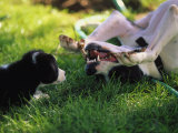 Border Collie Puppy and Dog
