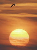 A Gull Flies Above the Lake Modrac Near Lukavac 75 Kms North of Sarajevo