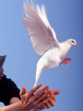 Buy Man Releasing a Dove at AllPosters.com