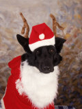 Buy Black Dog Dressed Up As Santa Claus at AllPosters.com