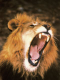 Lion Roaring in the Wild