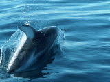 Buy Dolphin in Motion in the Water at AllPosters.com