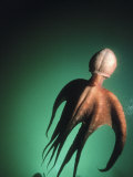 Giant Pacific Octopus, British Columbia