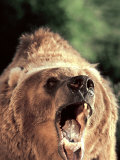 Grizzly Bear