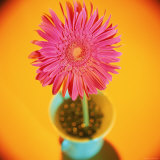 Buy Pink Flower in Green Vase at AllPosters.com