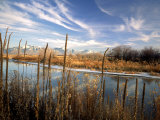 Dried Flower Heads along Slough, Flood Plain of Logan River, Great Basin, Cache Valley, Utah, USA