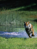 Buy Bengal Tiger Running Out of the Water at AllPosters.com