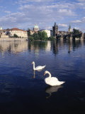 Swans, River Vltava, Prague, Czech Republic