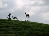 Buy Impalas on the Run at AllPosters.com