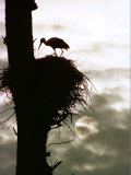 A Stork Tends to its Nest Atop a Dead Tree as the Sun Rises Behind the Clouds