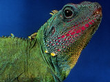 Buy Lizard at AllPosters.com