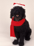 Buy Poodle Wearing Scarf and Santa Hat at AllPosters.com