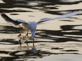 A Gull Collects Food from the Sava River