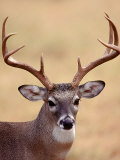 Whitetail Deer