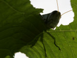 A Late Summer Grasshopper Munches on Some Green Leaves