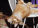 Tabby Cat Sitting with Head Hanging Upside Down