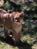 Florida Panther