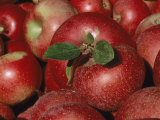 Buy Harvested Apples at AllPosters.com