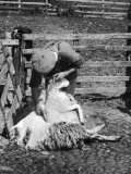 Sheep Shearing in Scotland at the End of May