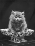 Buy This Cute Little Blue Persian Kitten Sits Innocently in a Large China Dish at AllPosters.com