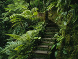 Stone Steps and a Path Cut Through Dense Jungle and Palm Trees Photographic Print