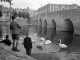 Children Feeding Swans at Bradford on Avon, October 1943