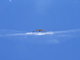 A Spider Perched on Its Web