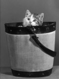 Buy Small Kitten Hides in a Bucket Gazing up at the Photographer at AllPosters.com