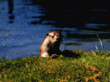 English Otter at an Otter Sanctury in Suffolk