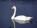 Swan