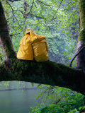 Buy Couple Sitting on a Branch in a Rainforest During a Storm, Canada at AllPosters.com
