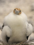 A Juvenile Great Frigatebird, Fregata Minor