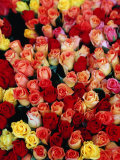 Roses for Sale at a Morning Market on Cours Saleya in the Old Town, Nice, France